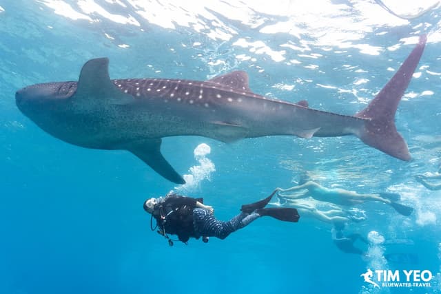 Beginner’s Guide to Swimming with Whales & Whale Sharks