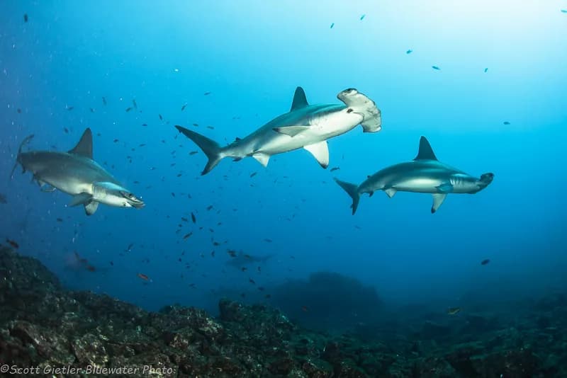 Best Scuba Diving in Mexico - Top 9 - image