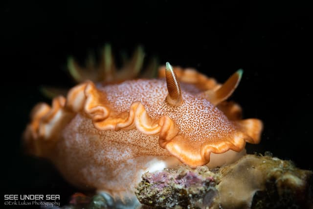 Anilao Philippines Ultimate Photo Workshop Spring 2026