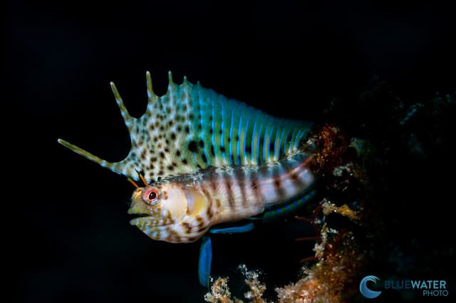 Ultimate Whale Shark & Sea Lion Sea Of Cortez Trip 2026