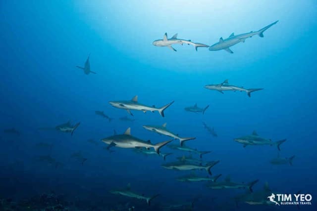 Fakarava Wall Of Sharks Trip 2026