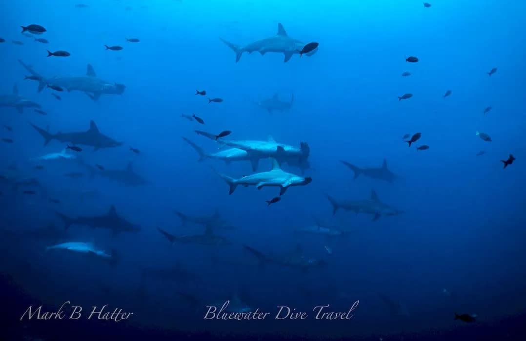 Galapagos Trip Report August 2021 - image Galapagos Trip Report August 2021 - image