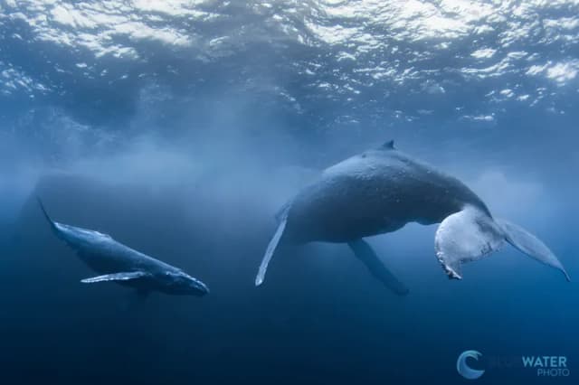 Socorro Trip Report - February 2022 Socorro Trip Report - February 2022