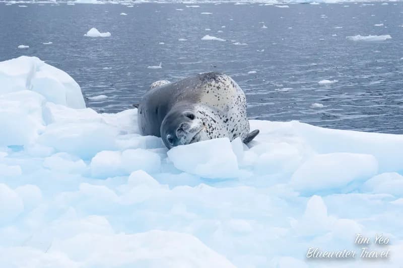 Antarctica 2023 Trip Recap - image Antarctica 2023 Trip Recap - image