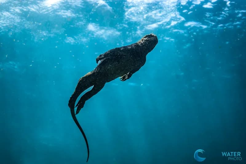 Galapagos 2023 Trip Recap - image Galapagos 2023 Trip Recap - image