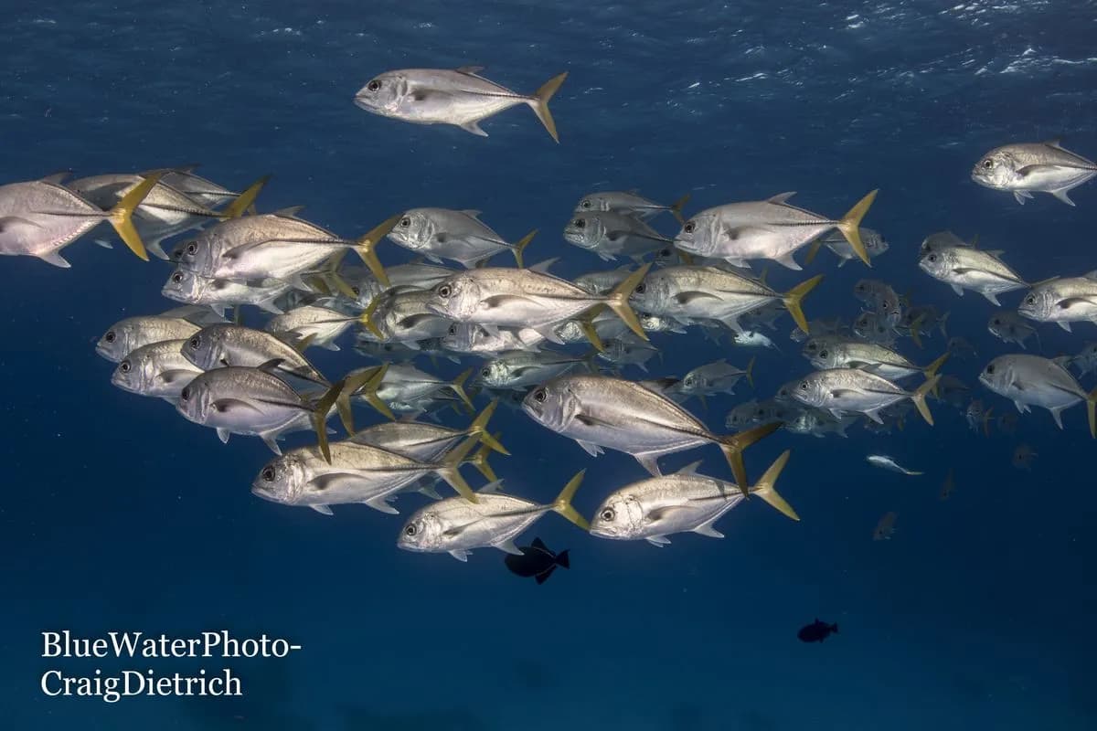 Best Liveaboard Destinations for Beginner Scuba Divers - image Best Liveaboard Destinations for Beginner Scuba Divers - image