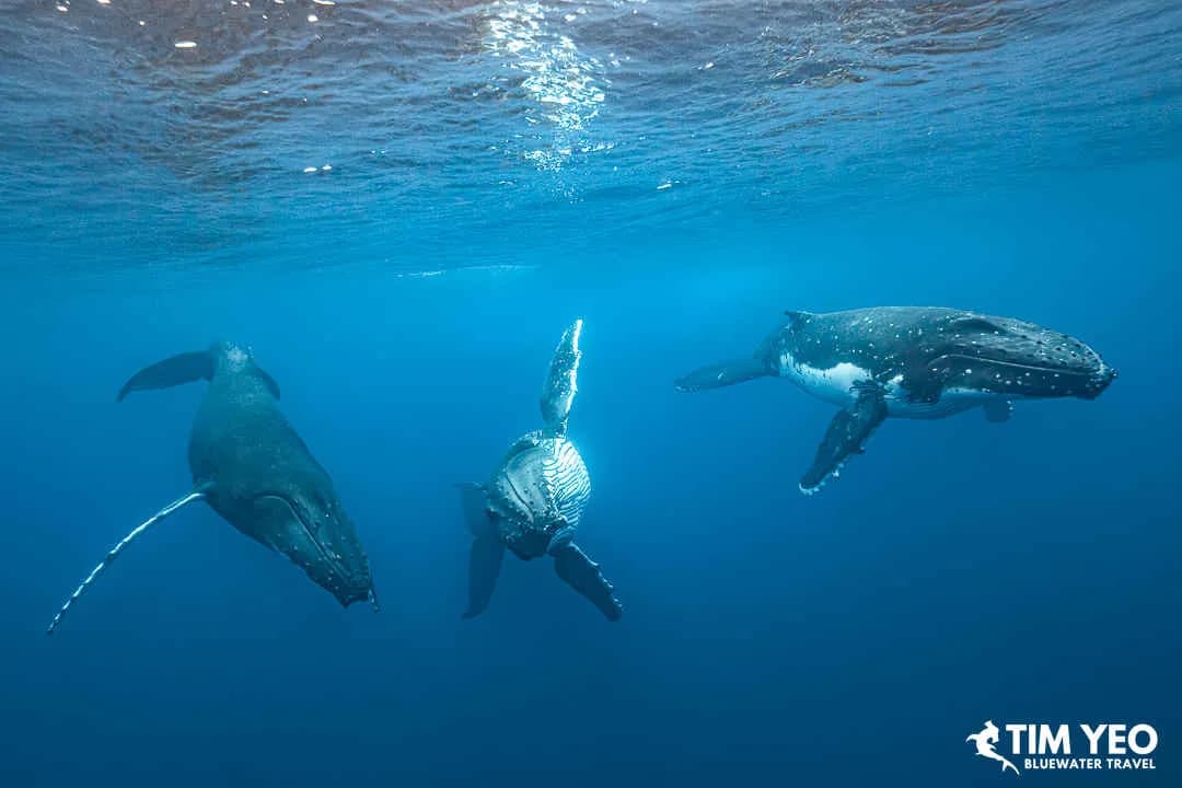 Whale Tales & Coral Trails: A French Polynesian Odyssey - image Whale Tales & Coral Trails: A French Polynesian Odyssey - image