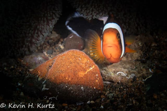 Anilao Trip Report December 2023 Anilao Trip Report December 2023