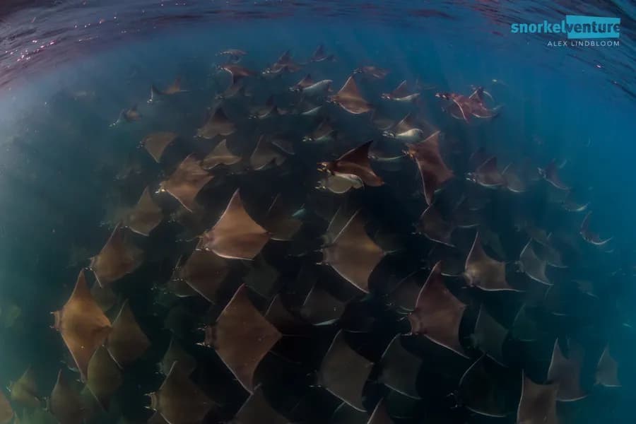 Meet the Pacific Fleet - image Meet the Pacific Fleet - image