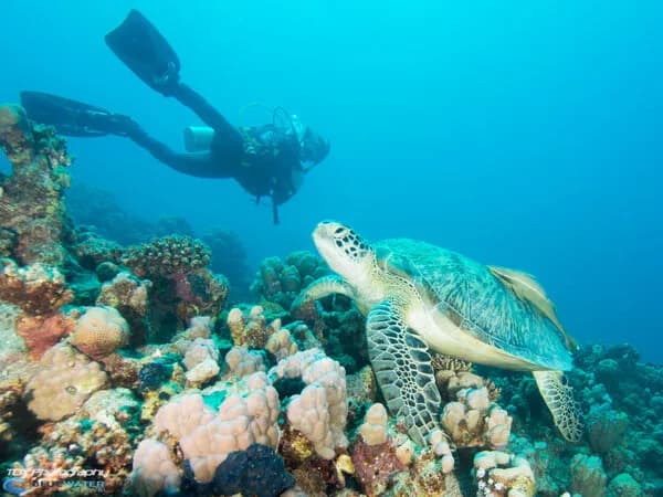 Best Scuba Diving in Africa - Top 8 Best Scuba Diving in Africa - Top 8