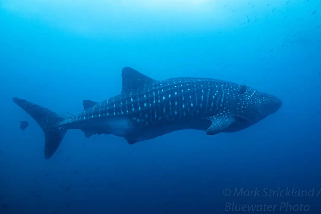 Galapagos Travel Tips Galapagos Travel Tips