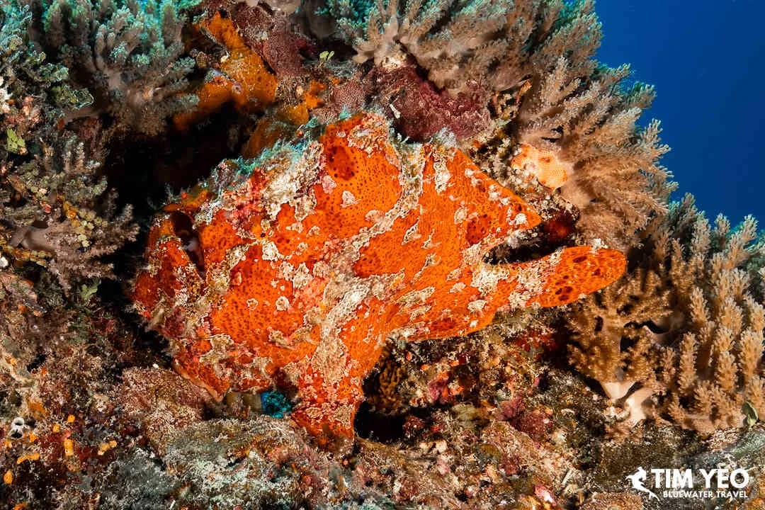 Zanzibar Diving & Tanzania Safari Trip Report 2024 Zanzibar Diving & Tanzania Safari Trip Report 2024