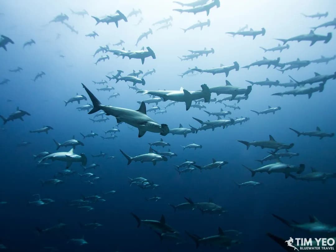 Top 4 Places to Dive with Hammerhead Sharks - image Top 4 Places to Dive with Hammerhead Sharks - image