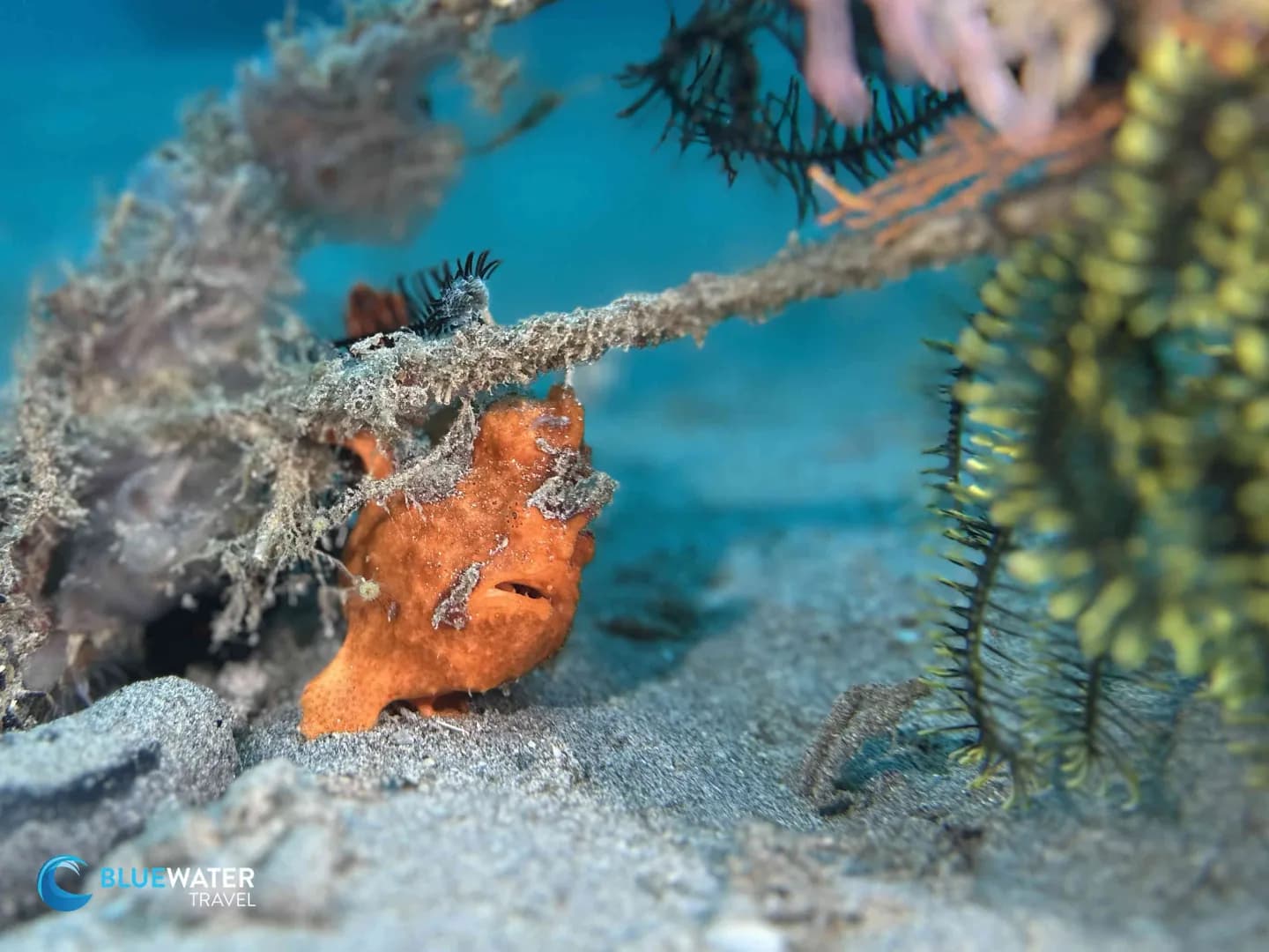 Anilao Trip Report Dec 2024 - image Anilao Trip Report Dec 2024 - image