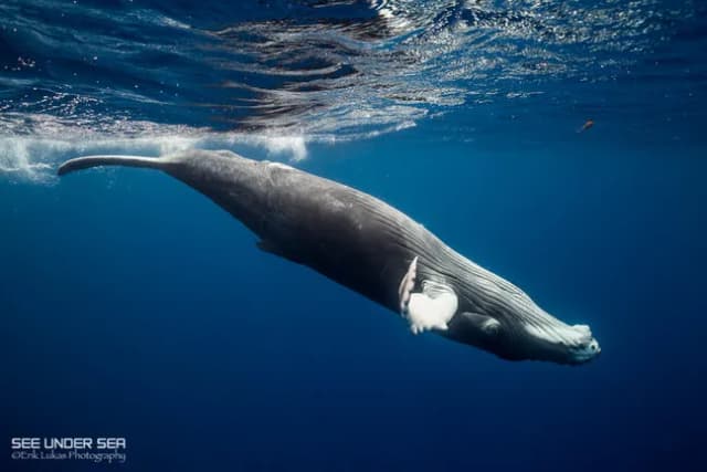 The World's Best Places to Swim with Whales The World's Best Places to Swim with Whales