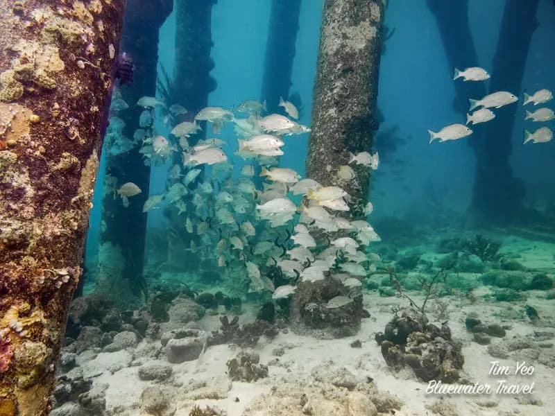 Top 10 Dive Sites in Bonaire - image Top 10 Dive Sites in Bonaire - image