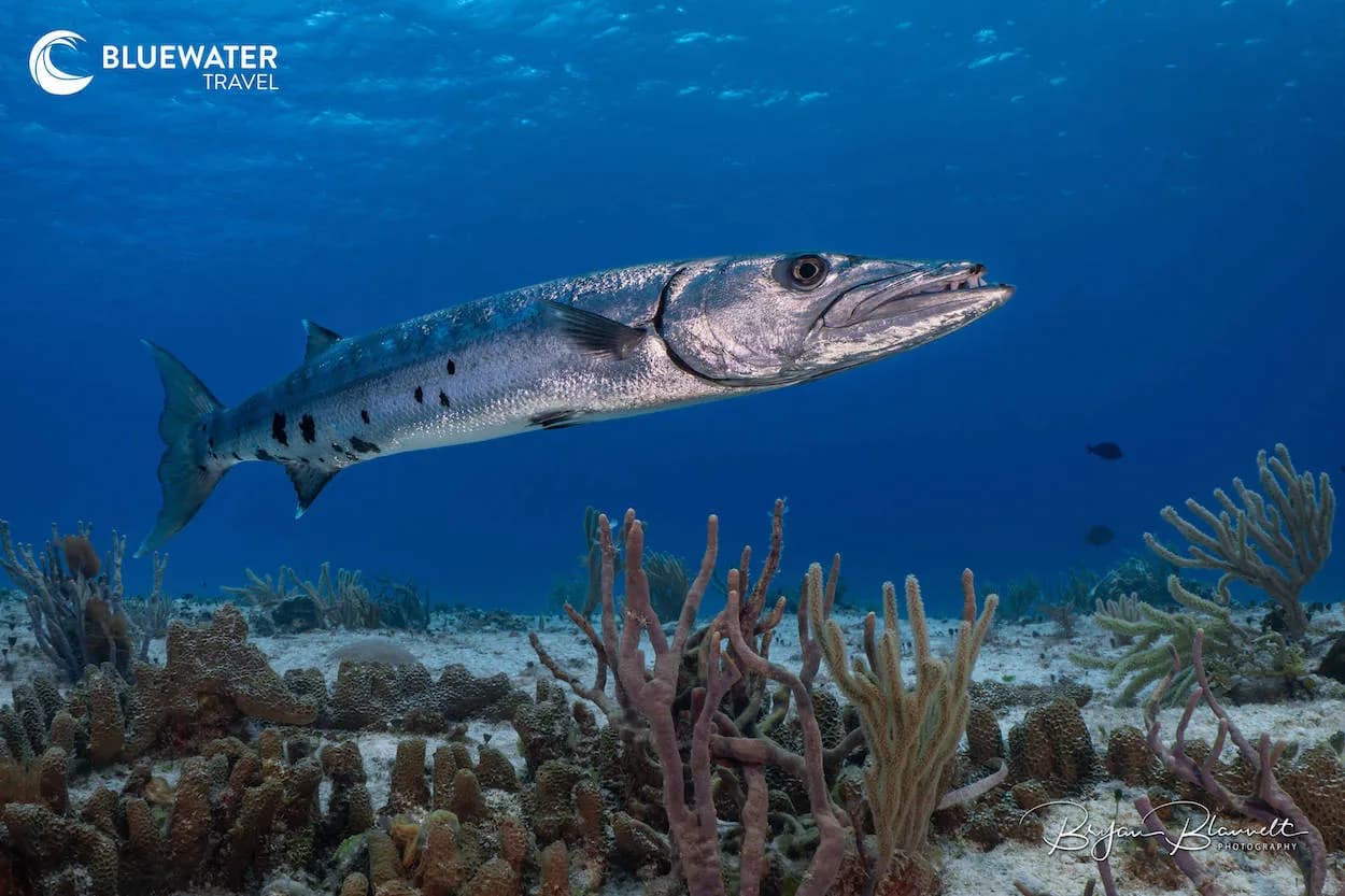 Cozumel Trip Report 2025 - image Cozumel Trip Report 2025 - image