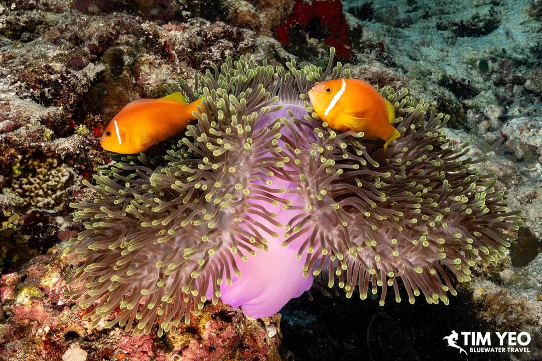 World’s Best Snorkeling Destinations for Beginners World’s Best Snorkeling Destinations for Beginners