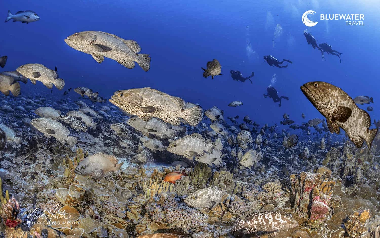 Fakarava Grouper Spawning Trip Report 2025 Fakarava Grouper Spawning Trip Report 2025