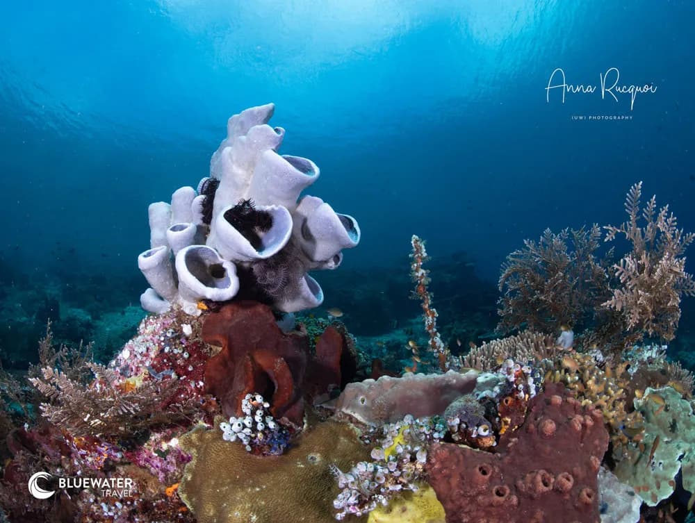 Destinations That Rival Raja: 3 Alternatives to Raja Ampat for World-Class Diving - image Destinations That Rival Raja: 3 Alternatives to Raja Ampat for World-Class Diving - image