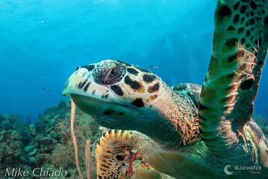 Belize Dive Resorts vs Liveaboards - image Belize Dive Resorts vs Liveaboards - image