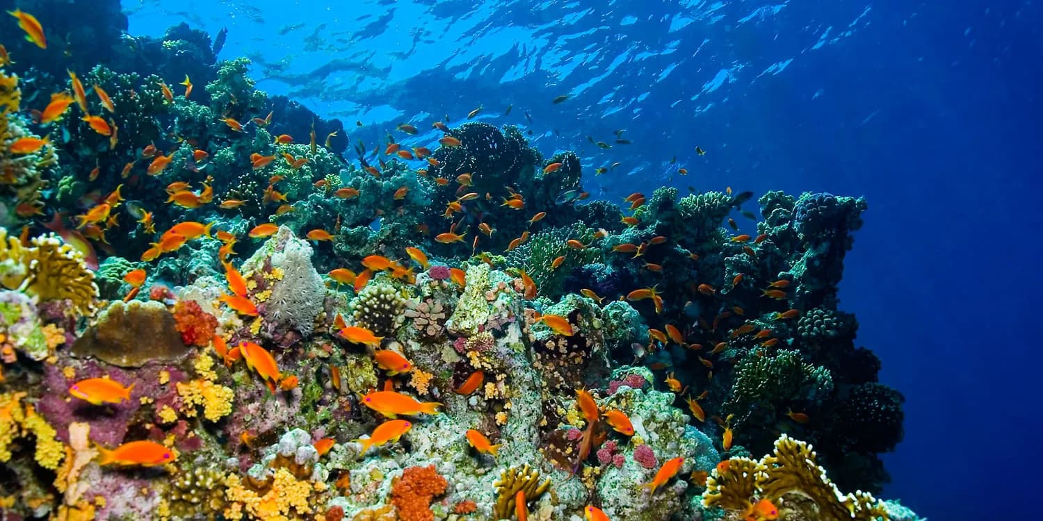 Oman Liveaboard Diving: Explore the Musandam with The Vision - image Oman Liveaboard Diving: Explore the Musandam with The Vision - image