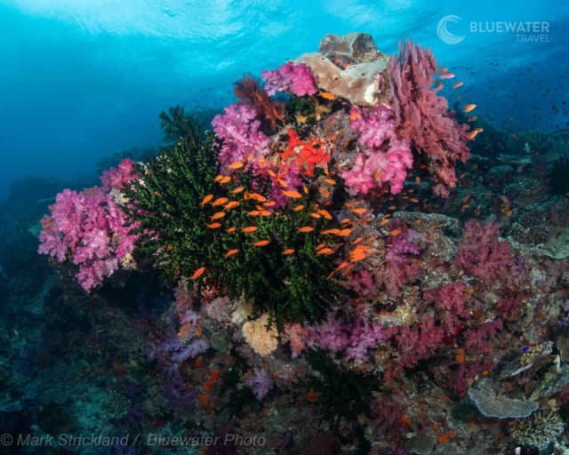 Fiji Trip Report October 2025 Fiji Trip Report October 2025