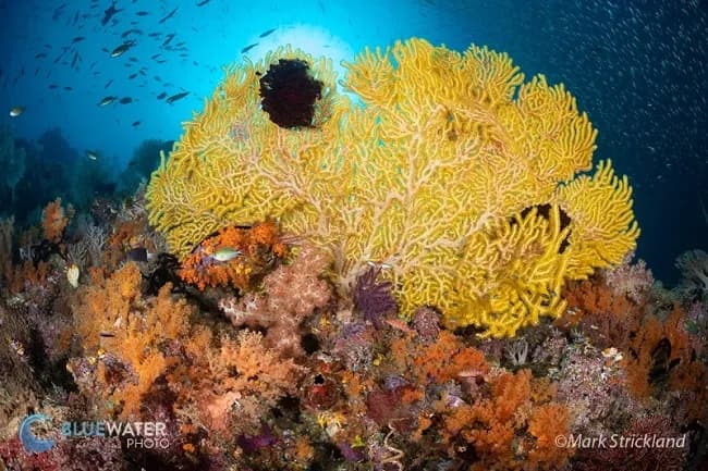Best Coral Reefs in the World - Top 6 - image Best Coral Reefs in the World - Top 6 - image