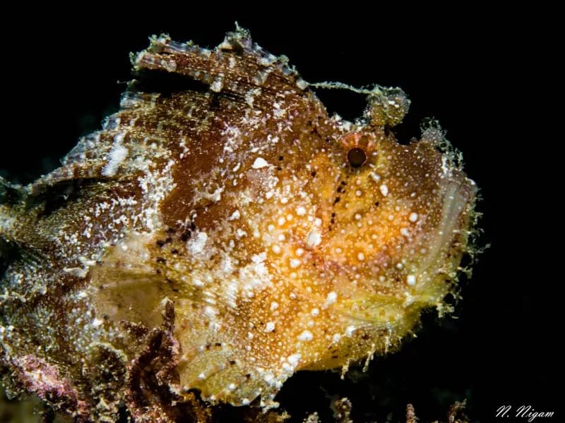 Best Scuba Diving in Mauritius - image Best Scuba Diving in Mauritius - image