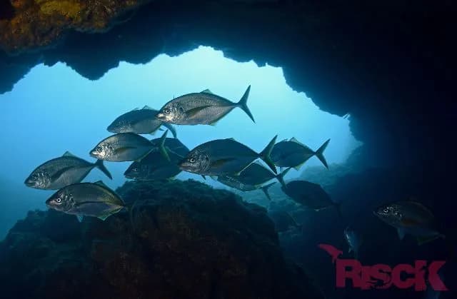 Best Scuba Diving in Azores - image Best Scuba Diving in Azores - image