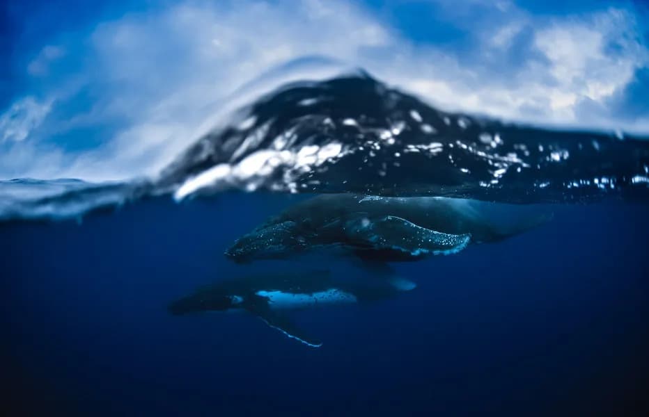 Best Scuba Diving in Tonga - image Best Scuba Diving in Tonga - image