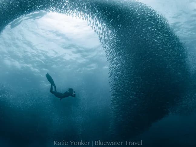 Best Scuba Diving in Philippines - image Best Scuba Diving in Philippines - image