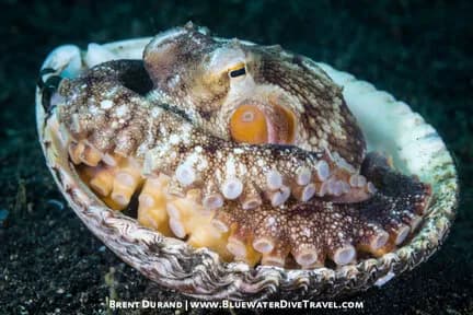 Lembeh Strait - image Lembeh Strait - image