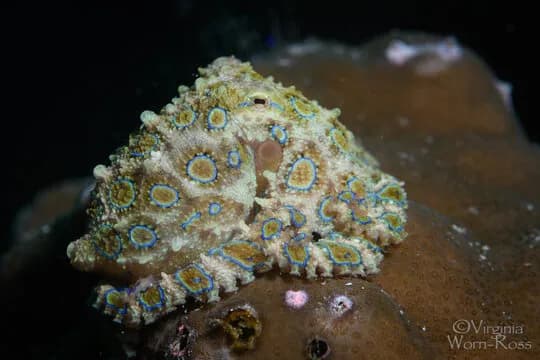 Anilao - image Anilao - image