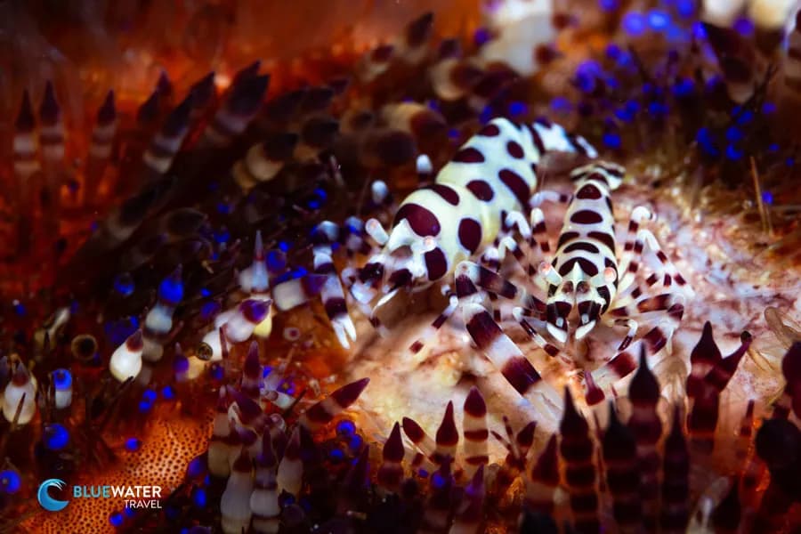 Dumaguete - image Dumaguete - image