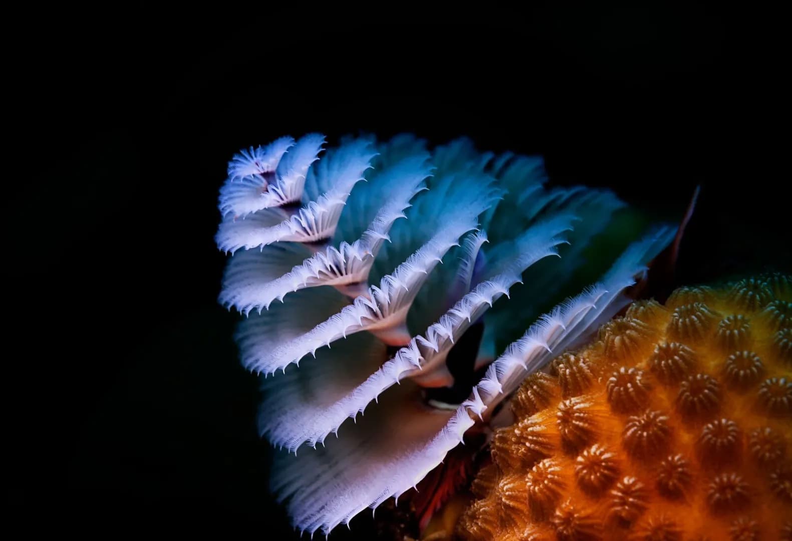 Aruba - image Aruba - image