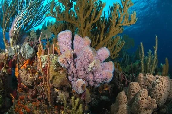 Bahamas - image Bahamas - image