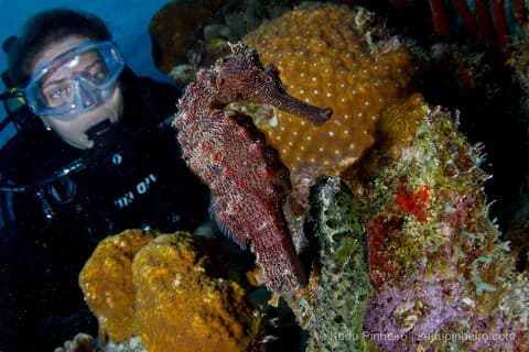 Bonaire - image Bonaire - image