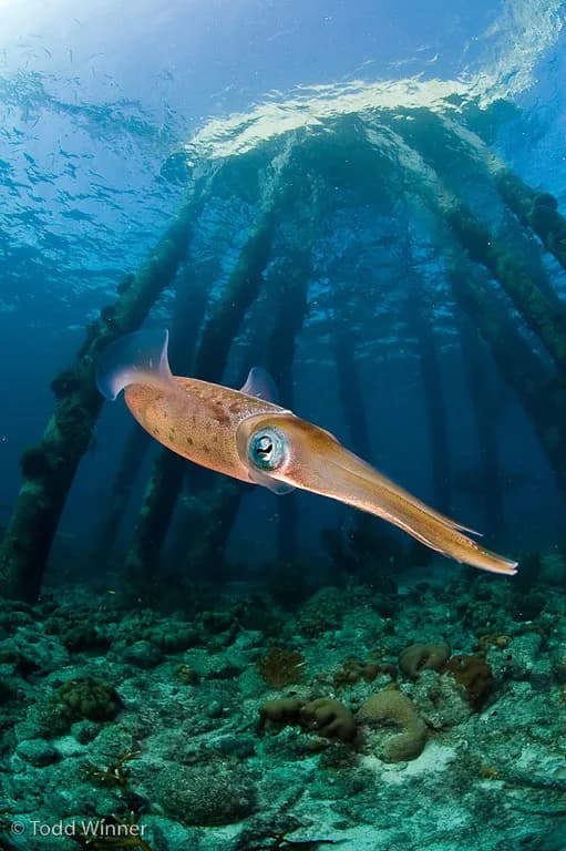 Cayman Islands - image Cayman Islands - image