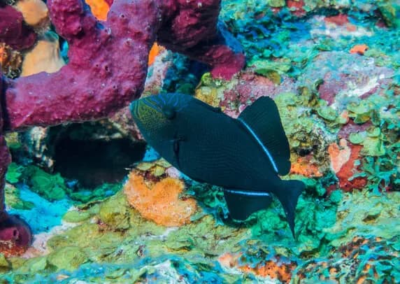 Best Scuba Diving in Saba, St Kitts & St Eustatius - image Best Scuba Diving in Saba, St Kitts & St Eustatius - image