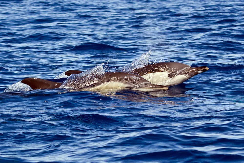 Best Scuba Diving in Cabo San Lucas - image Best Scuba Diving in Cabo San Lucas - image