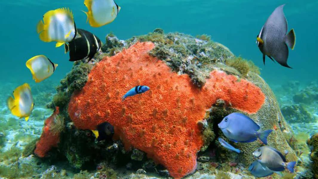 Bill Beard Costa Rica - image Bill Beard Costa Rica - image