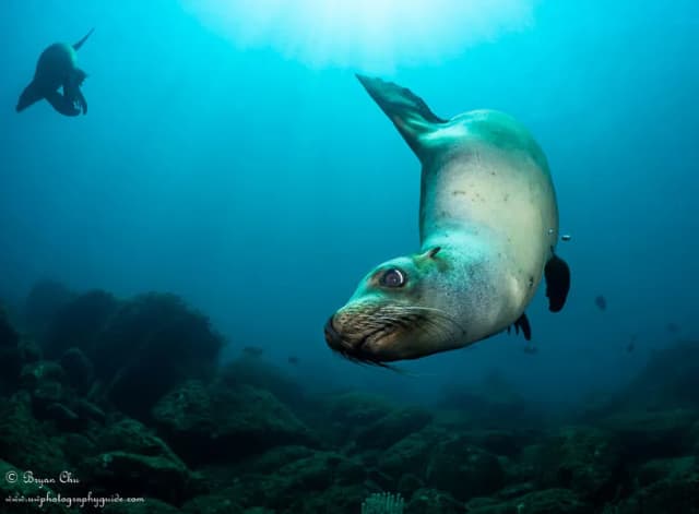 Ultimate Whale Shark & Sea Lion Sea Of Cortez Trip 2027 Ultimate Whale Shark & Sea Lion Sea Of Cortez Trip 2027