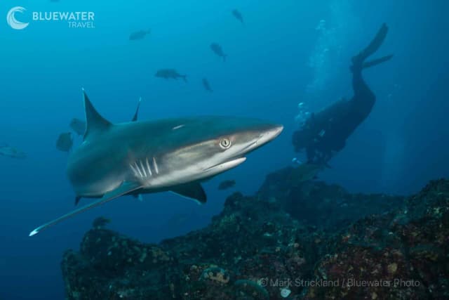 Socorro Manta And Shark Madness Photo Workshop 2028 Socorro Manta And Shark Madness Photo Workshop 2028