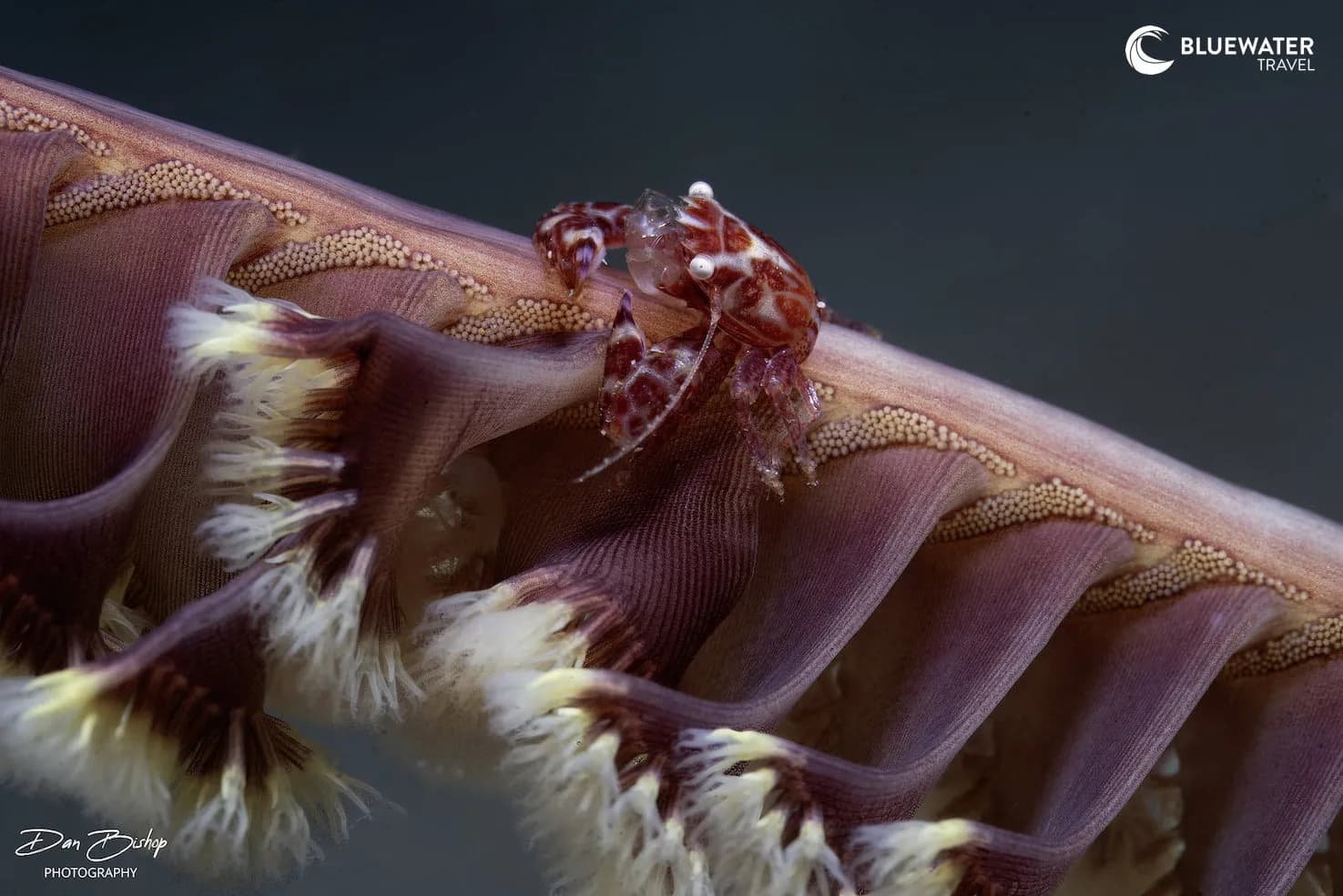 Carousel - image Carousel - image