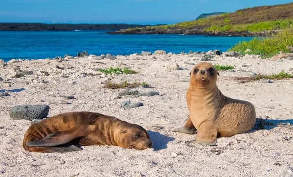 Catamaran Treasure Galapagos - image Catamaran Treasure Galapagos - image