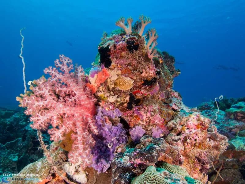 Palau Dive Resorts - image Palau Dive Resorts - image