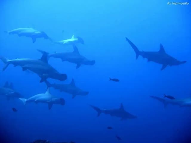 Bluewater's Ultimate Mexico Adventure Bluewater's Ultimate Mexico Adventure